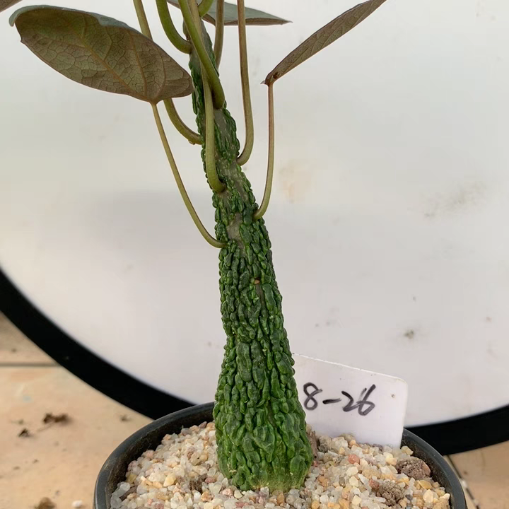 984.Adenia stylosa 3cmcaliber / Caudex  / Succulent plants / Garden landscape / Carefully select healthy plants
