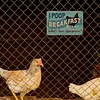 Chicken Warning - Vintage Metal Signs(8*12Inch/12*16Inch) - Chicken