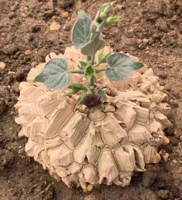 plant Aeonium Echeveria Haworthia  Caudex  Lithops Cactus  Agave 