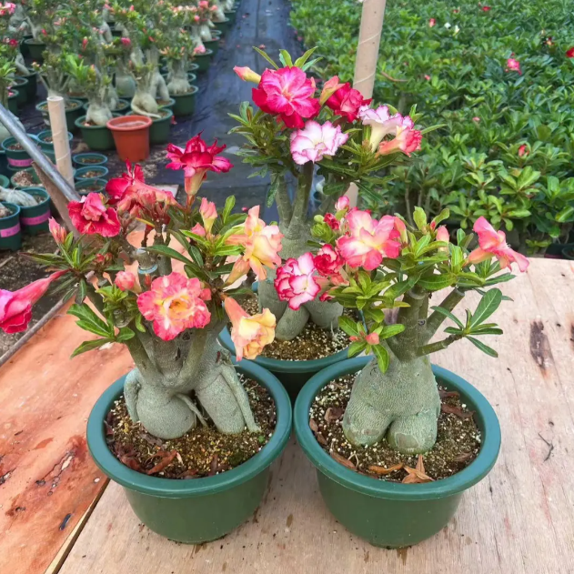 🌹Rainbow Desert Rose Seeds—Steadfast Love