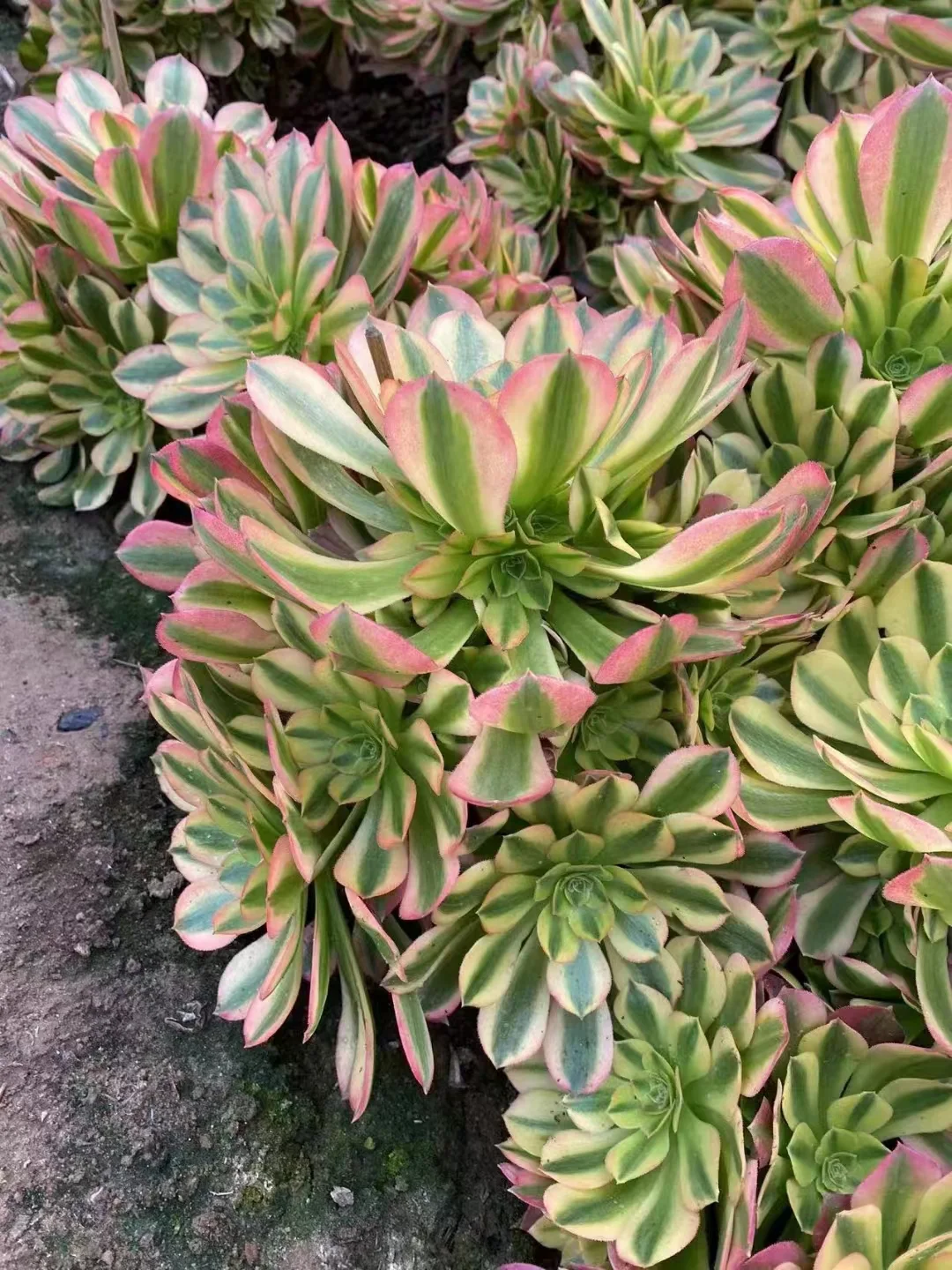 plant Aeonium Echeveria Haworthia  Caudex  Lithops Cactus  Agave 