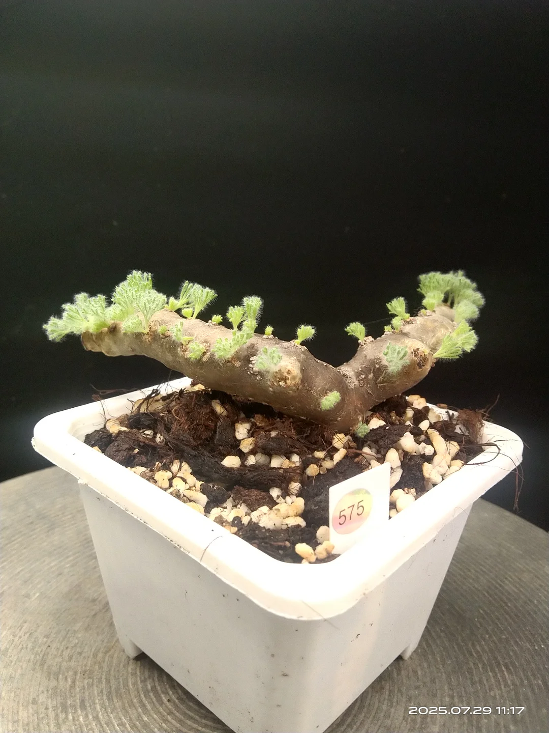 plant Aeonium Echeveria Haworthia  Caudex  Lithops Cactus  Agave 