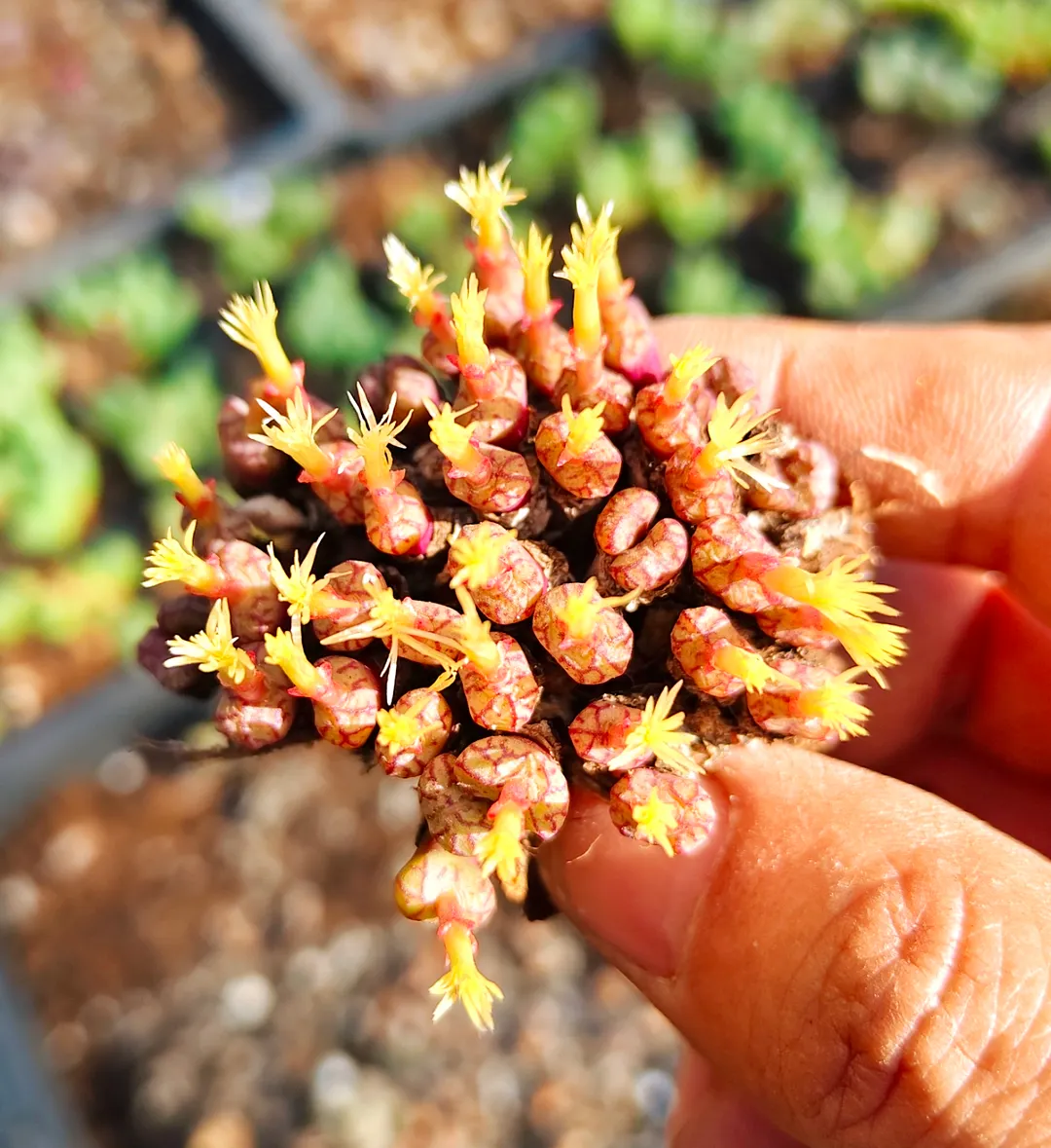 plant Aeonium Echeveria Haworthia  Caudex  Lithops Cactus  Agave 