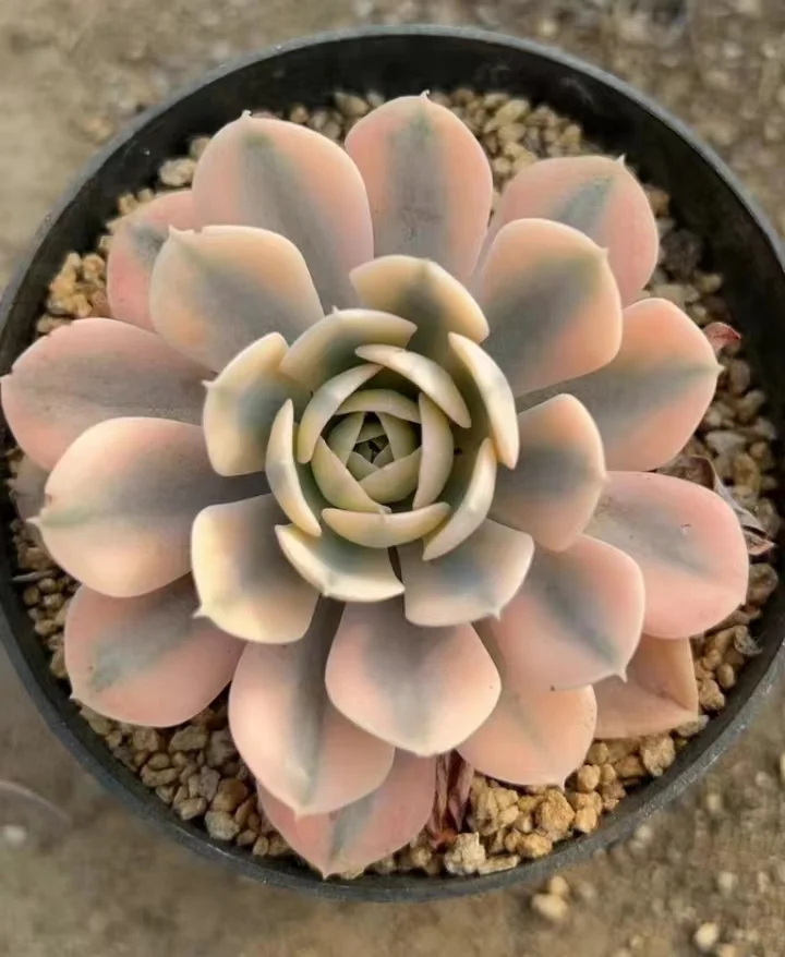 plant Aeonium Echeveria Haworthia  Caudex  Lithops Cactus  Agave 