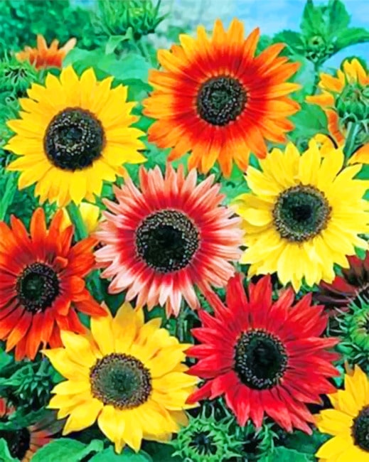 

Colorful Sunflowers – Paint By Numbers - 40*50CM, 501 Original