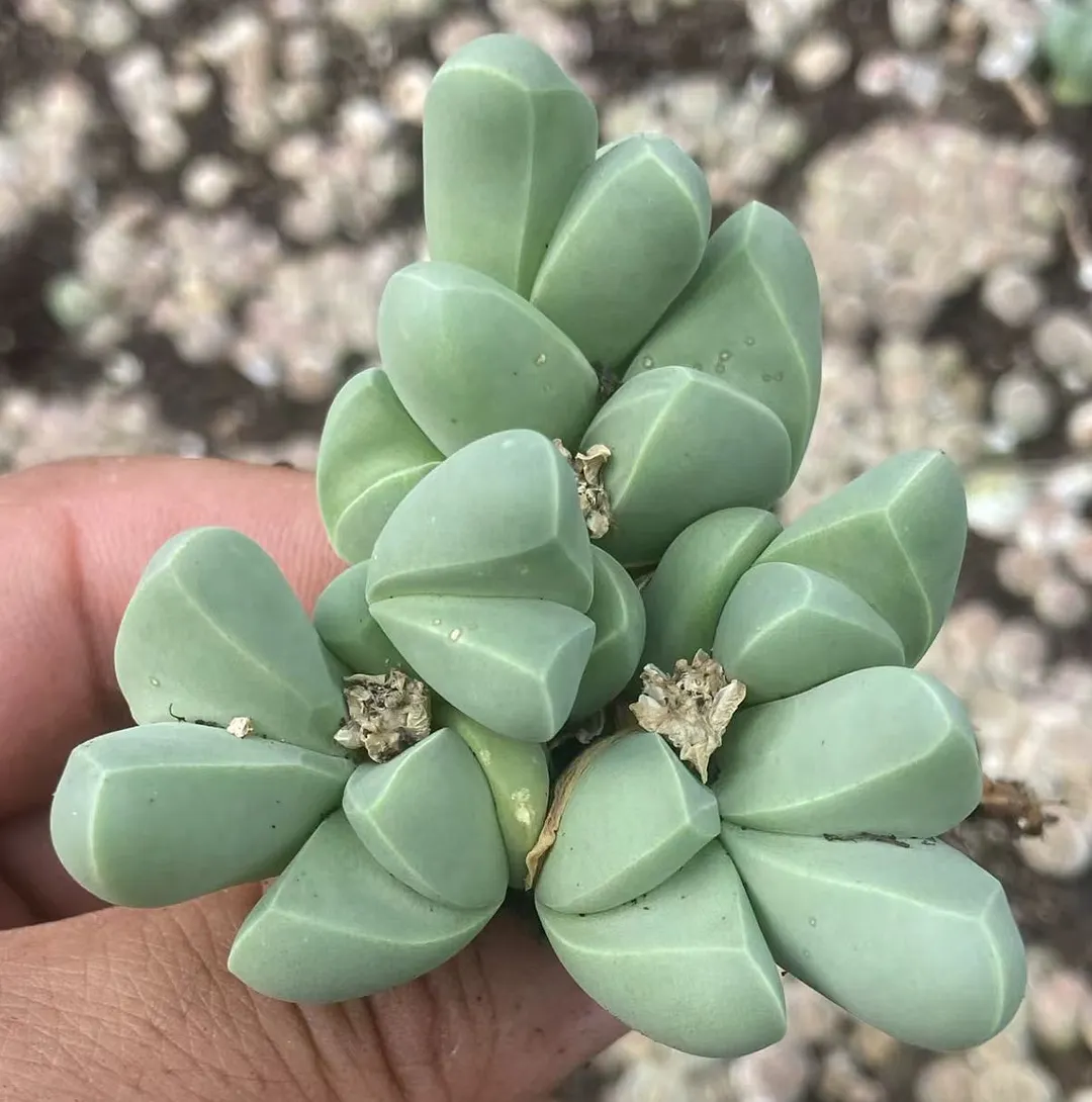 plant Aeonium Echeveria Haworthia  Caudex  Lithops Cactus  Agave 
