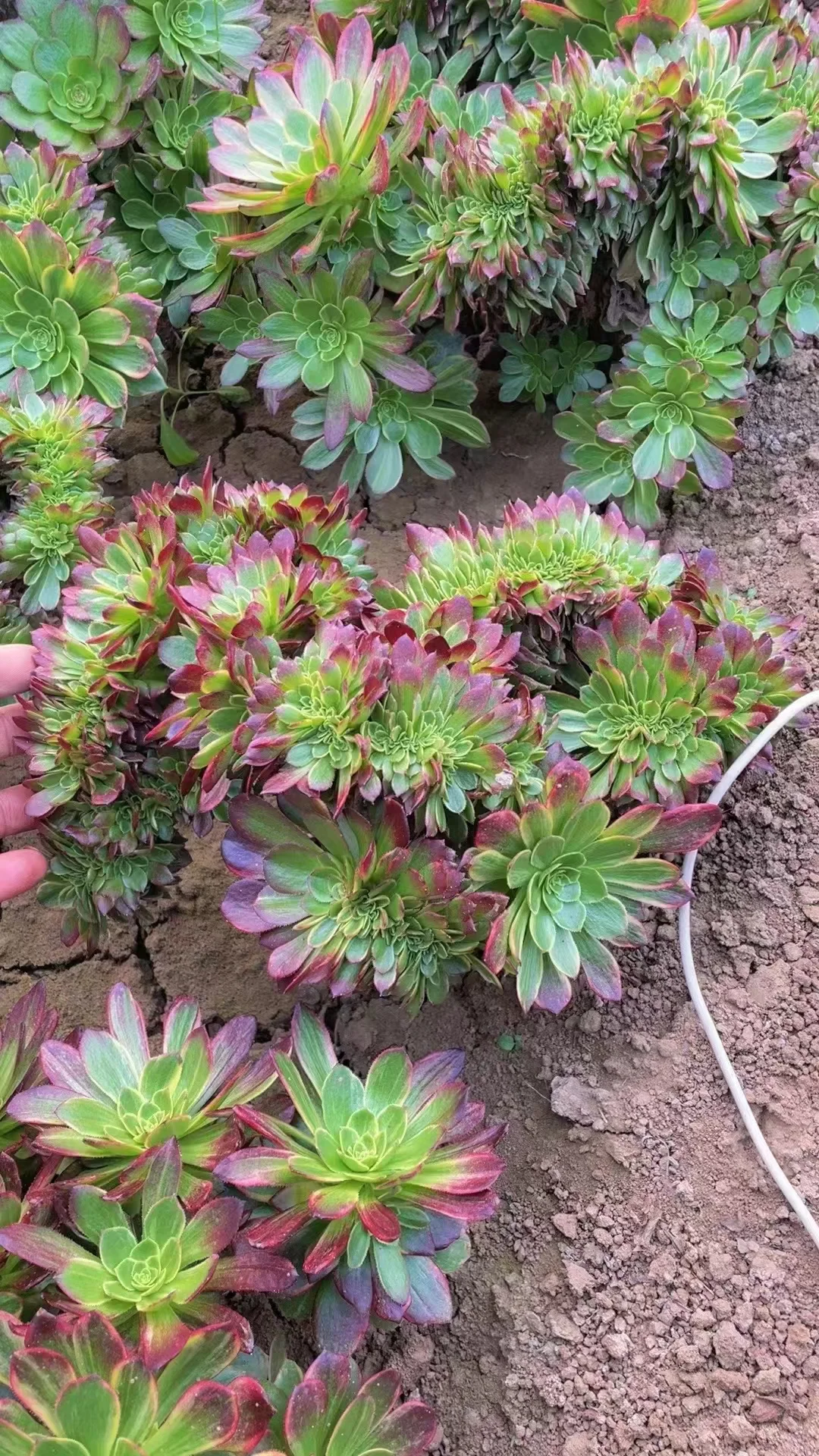 plant Aeonium Echeveria Haworthia  Caudex  Lithops Cactus  Agave 