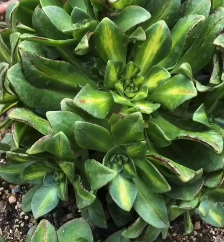 plant Aeonium Echeveria Haworthia  Caudex  Lithops Cactus  Agave 