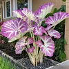 Rare Hosta Flower Seeds