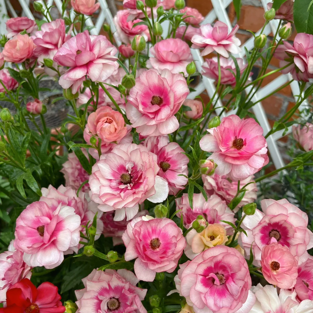 🌸Butterfly Ranunculus Seeds