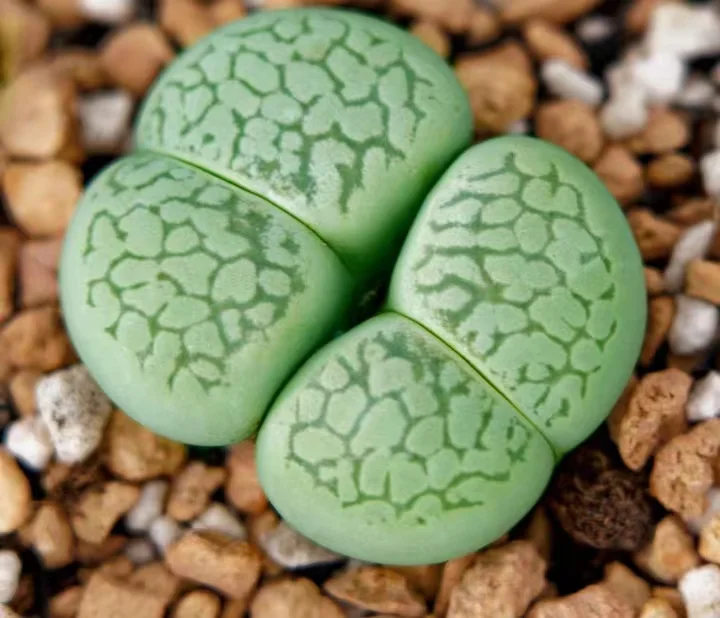 875.  Green Dinteranthusvanzylii single head 1-1.3cm / Lithops and Conophytum  /  Succulent plants / Garden landscape / Carefully select healthy plants