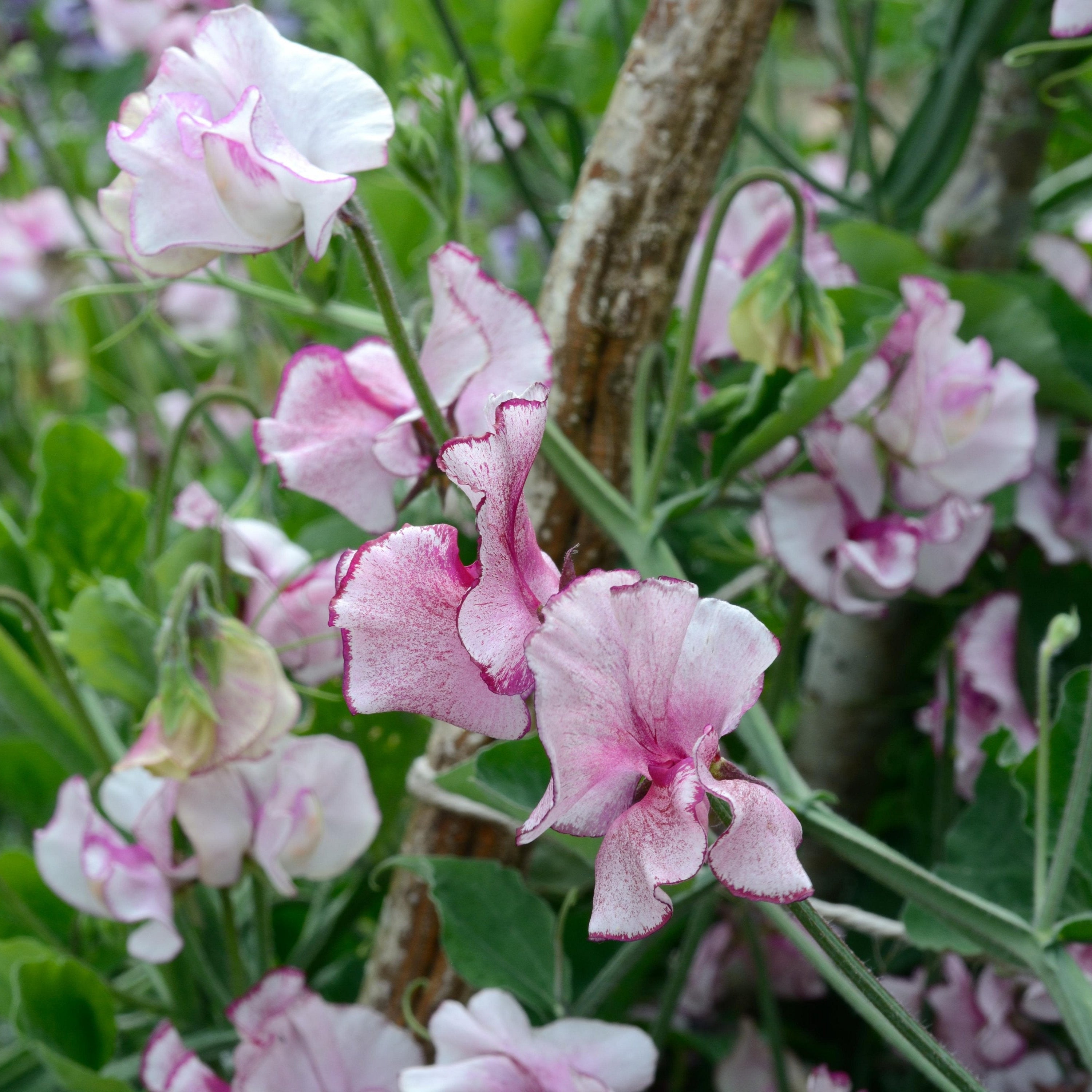 Sweet Pea Spencer Mars Flower | X 15 Seeds