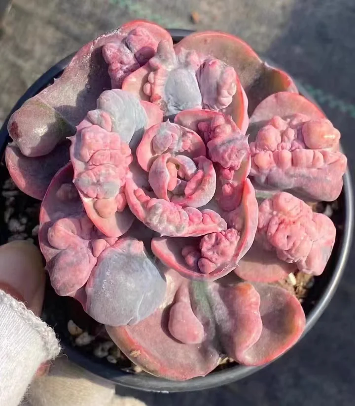 44. Echeveria beyonce brocade single head 6-8cm /  Echeveria /  Succulent plants / Garden landscape / Carefully select healthy plants