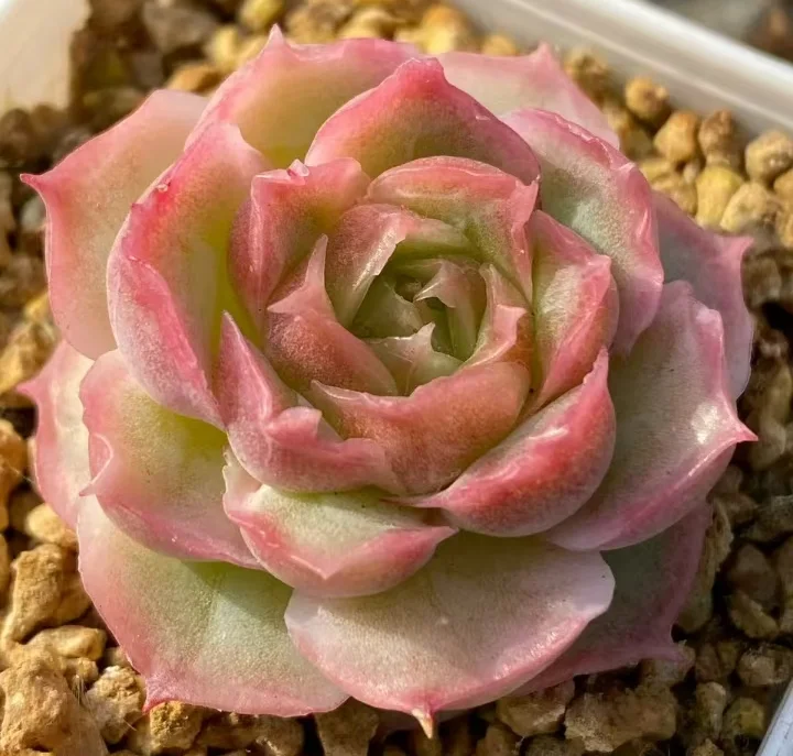 plant Aeonium Echeveria Haworthia  Caudex  Lithops Cactus  Agave 