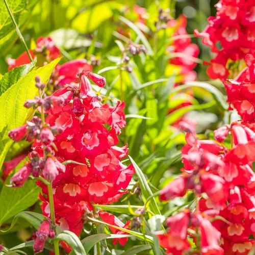 Cherry Sparks Penstemon
