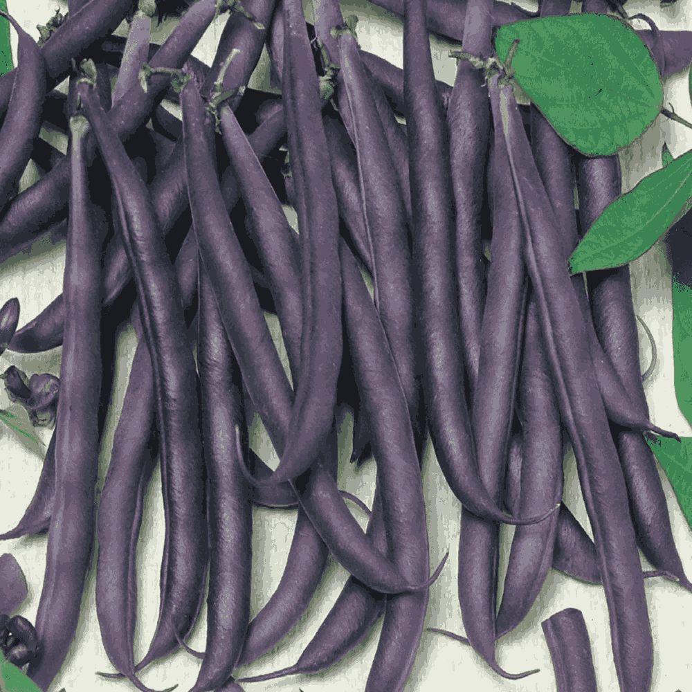 Bush Beans &lsquo;Purple Queen&rsquo; &ndash; Stunning Purple Podded Beans