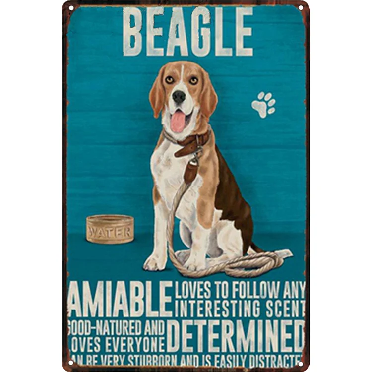 Beagle Amiable Determined - Vintage Tin Signs/Wooden Signs - 7.9x11.8in & 11.8x15.7in