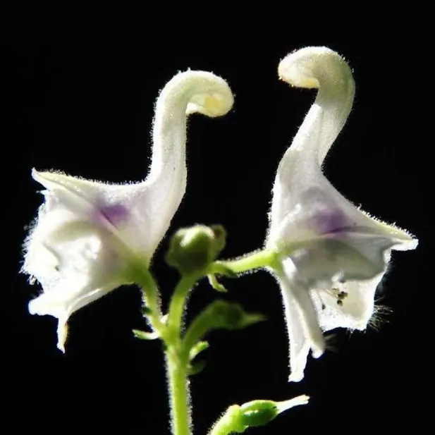 Swan Flower Seeds