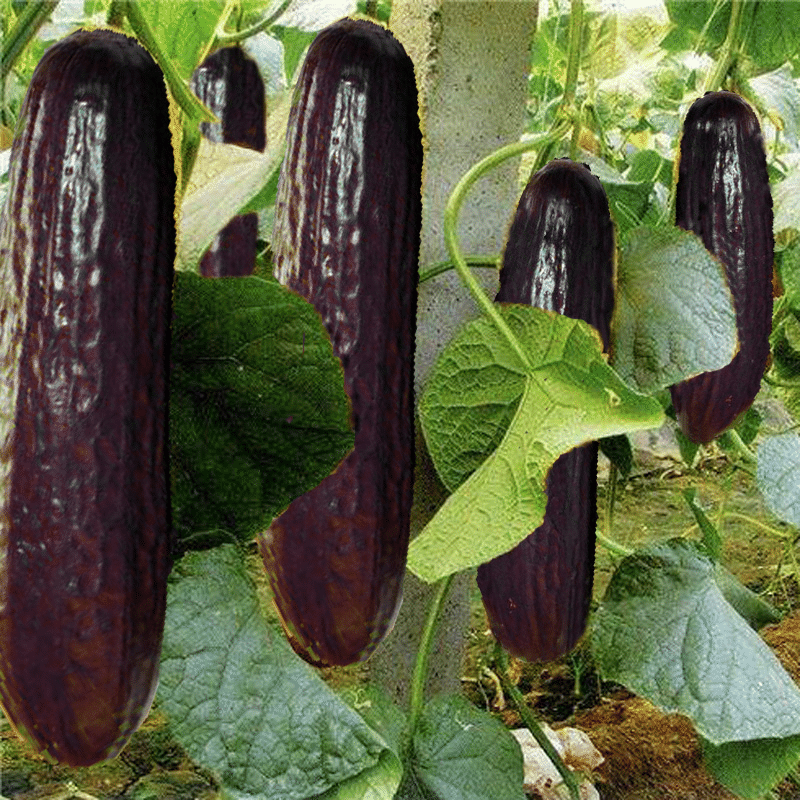 Rare Black Cucumber Seeds