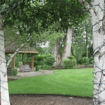 Kentucky Bluegrass - Supreme