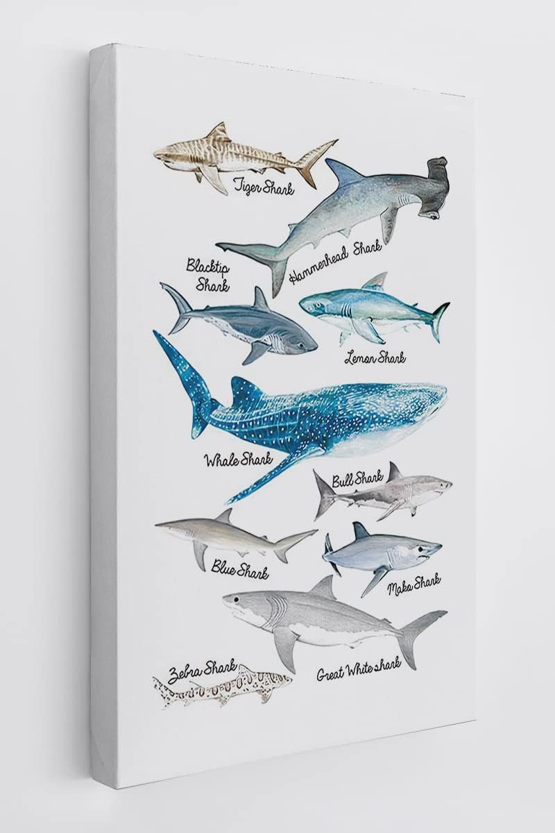 Sea Life Shark Educational Ocean Animal Chart Wall Art Canvas Farmhouse Shark Theme 11x14 Inch Prints Decor For Home Bedroom Living Room Classroom Library Dorm,Gift For Kids Students Classmates