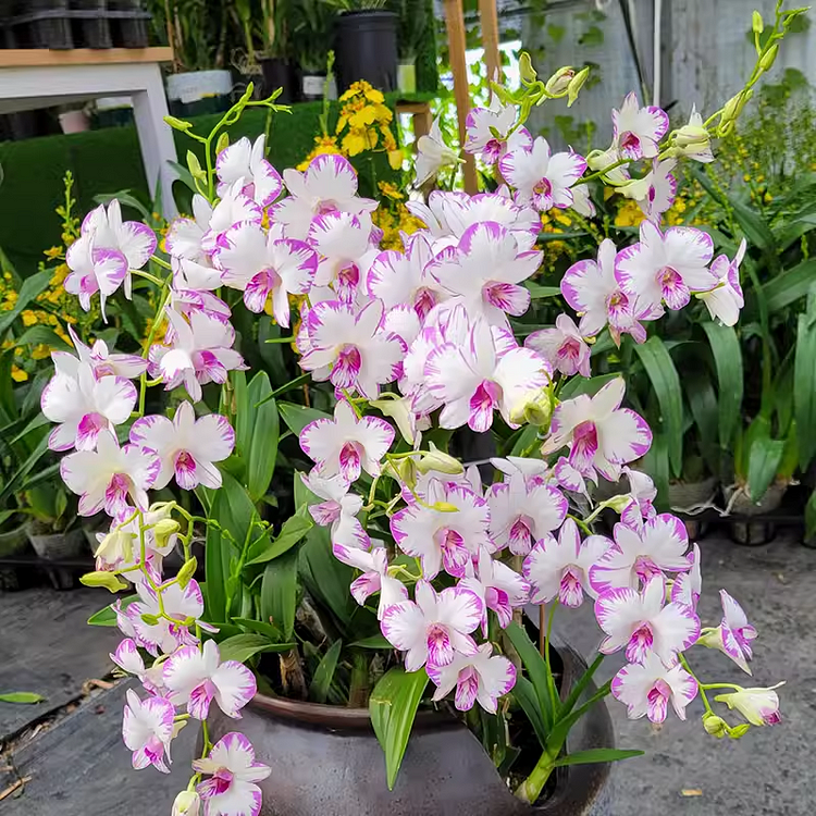 Ink-splashed Dendrobium Seeds