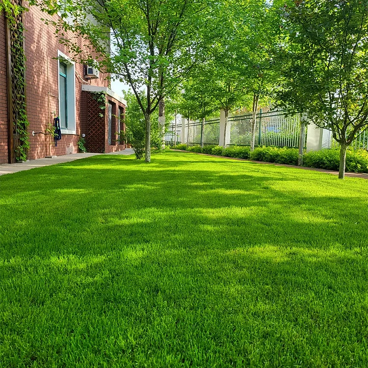 🌱 Evergreen dwarf grass seed for four seasons | Create your perfect lawn here