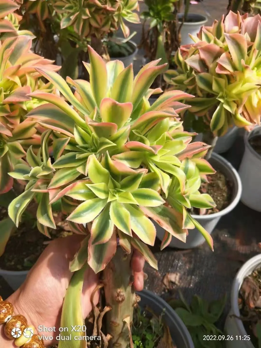 plant Aeonium Echeveria Haworthia  Caudex  Lithops Cactus  Agave 