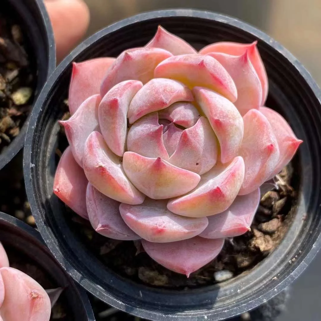 464.Echeveria Prism. Single head 6-7cm/ Echeveria / Succulent plants / Garden landscape / Carefully select healthy plants