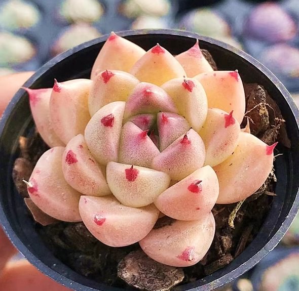 516. Echeveria  Golden quartz. single head 3-5cm /Echeveria/  Succulent plants / Garden landscape / Carefully select healthy plants