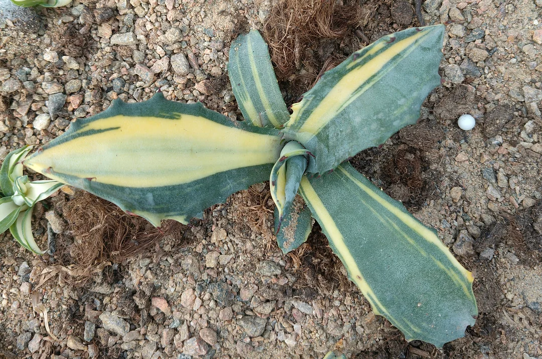 plant Aeonium Echeveria Haworthia  Caudex  Lithops Cactus  Agave 