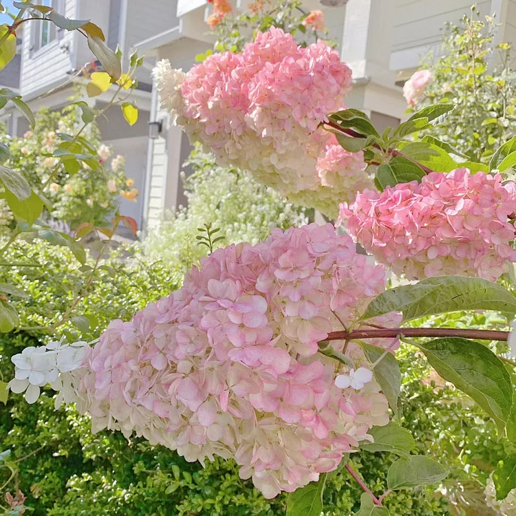 🌺Panicle Hydrangea Seeds