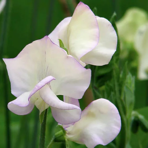 King's High Scent Sweet Pea Seeds