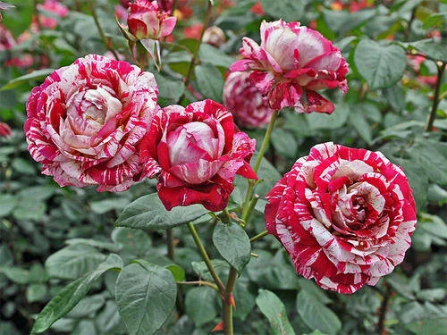 Rosa 'Variegata di Bologna'