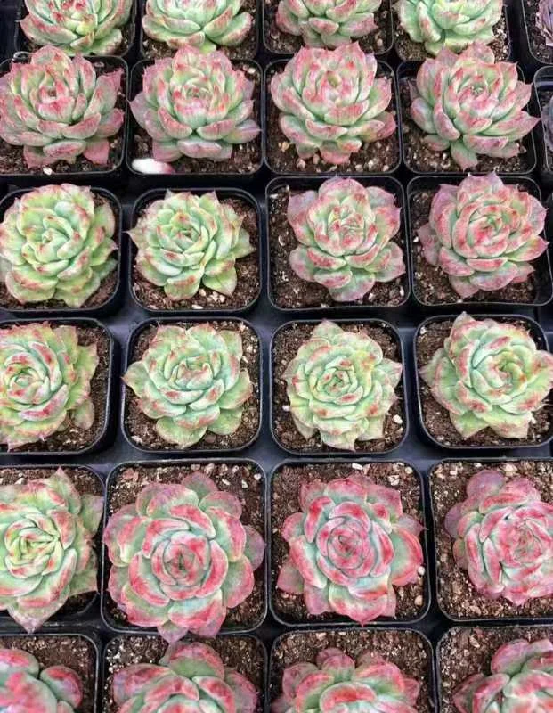 plant Aeonium Echeveria Haworthia  Caudex  Lithops Cactus  Agave 