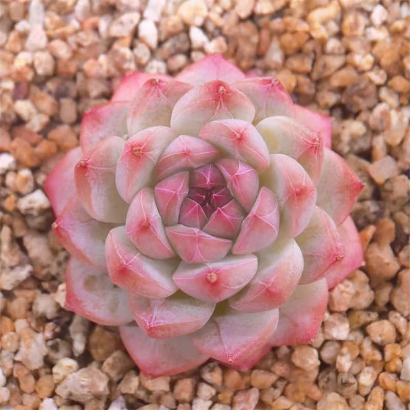 445.Echeveria Zhi meng. single head 3-4cm/ Echeveria / Succulent plants / Garden landscape / Carefully select healthy plants