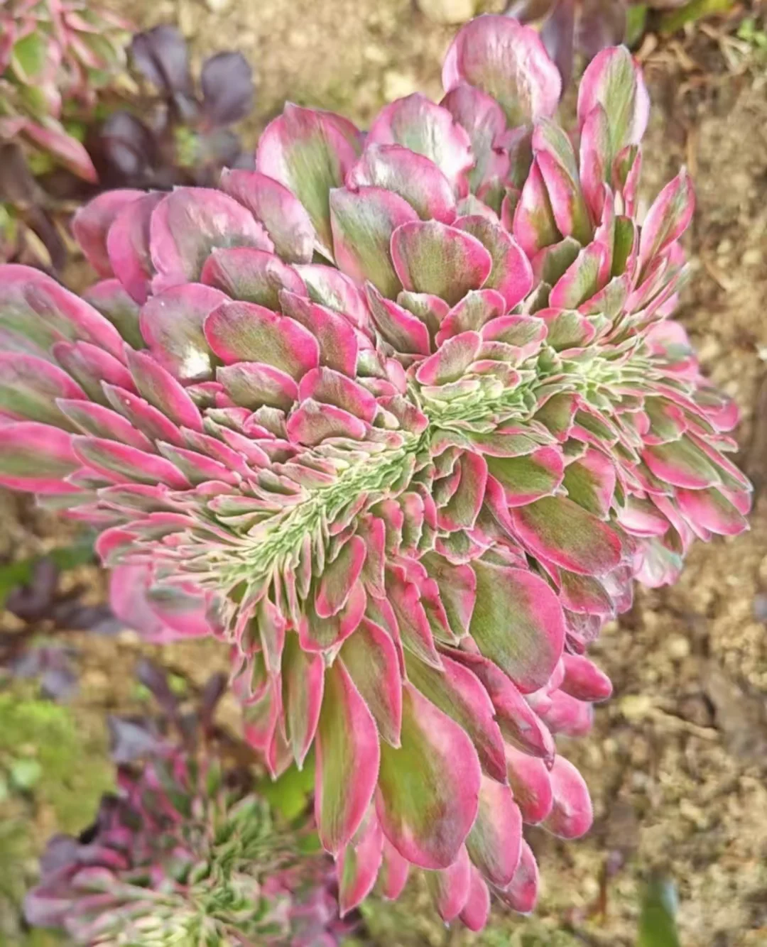 plant Aeonium Echeveria Haworthia  Caudex  Lithops Cactus  Agave 