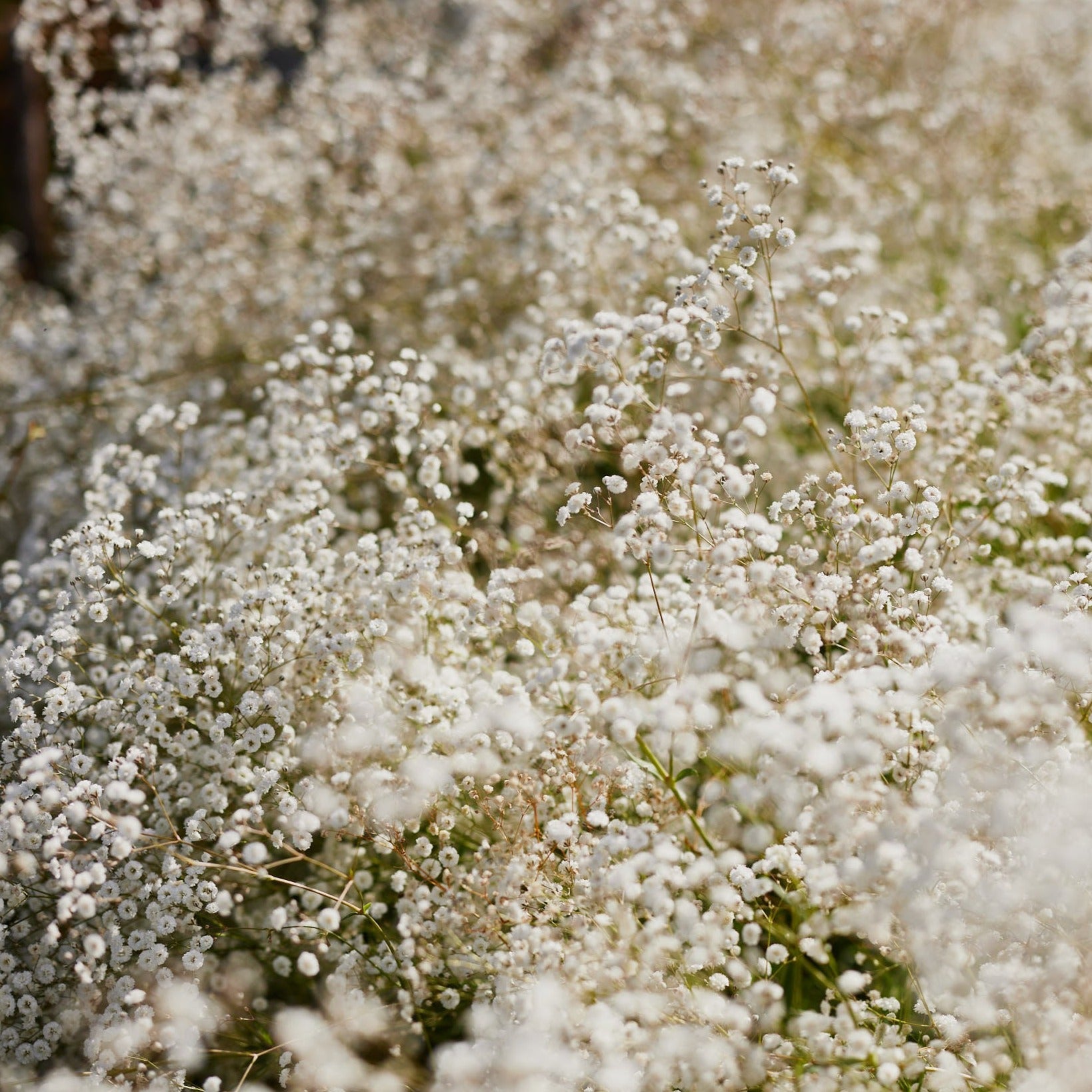 Baby&rsquo;s Breath Gypsophila Snowflake Flower | X 100 Seeds