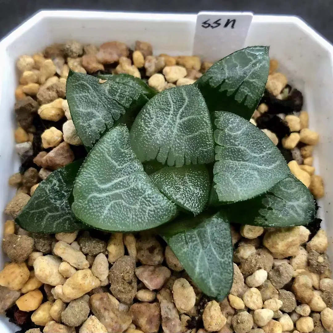 plant Aeonium Echeveria Haworthia  Caudex  Lithops Cactus  Agave 