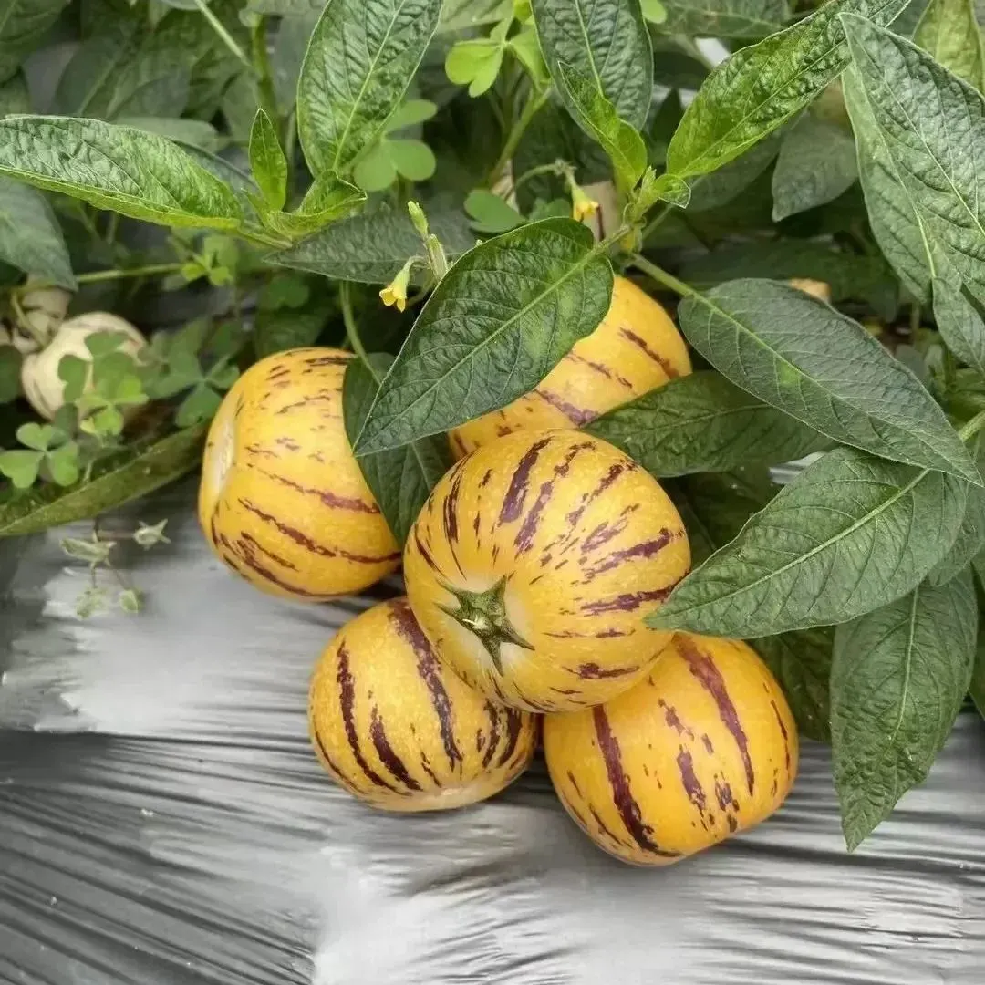 Pepino melon seeds, melon pear or sweet cucumber exotic fruit, ginseng fruit seeds