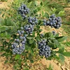 500pcs bonsai blueberry Edible Organic heirloom fruit dwarf bonsai tree potted planting for spring home garden supplies