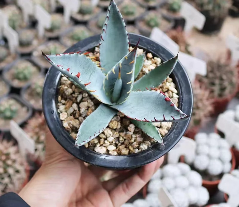 hts37.Agave Palmeri Kutsugen no Maiougi 7-9cm/Agave plants / Succulent plants / Garden landscape / Carefully select healthy plants