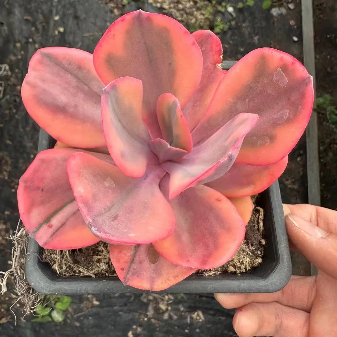 748.   Angle's wing brocade  single head  5-6cm / Echeveria / Succulent plants / Garden landscape / Carefully select healthy plants