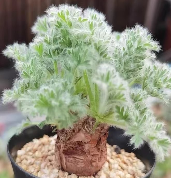 plant Aeonium Echeveria Haworthia  Caudex  Lithops Cactus  Agave 