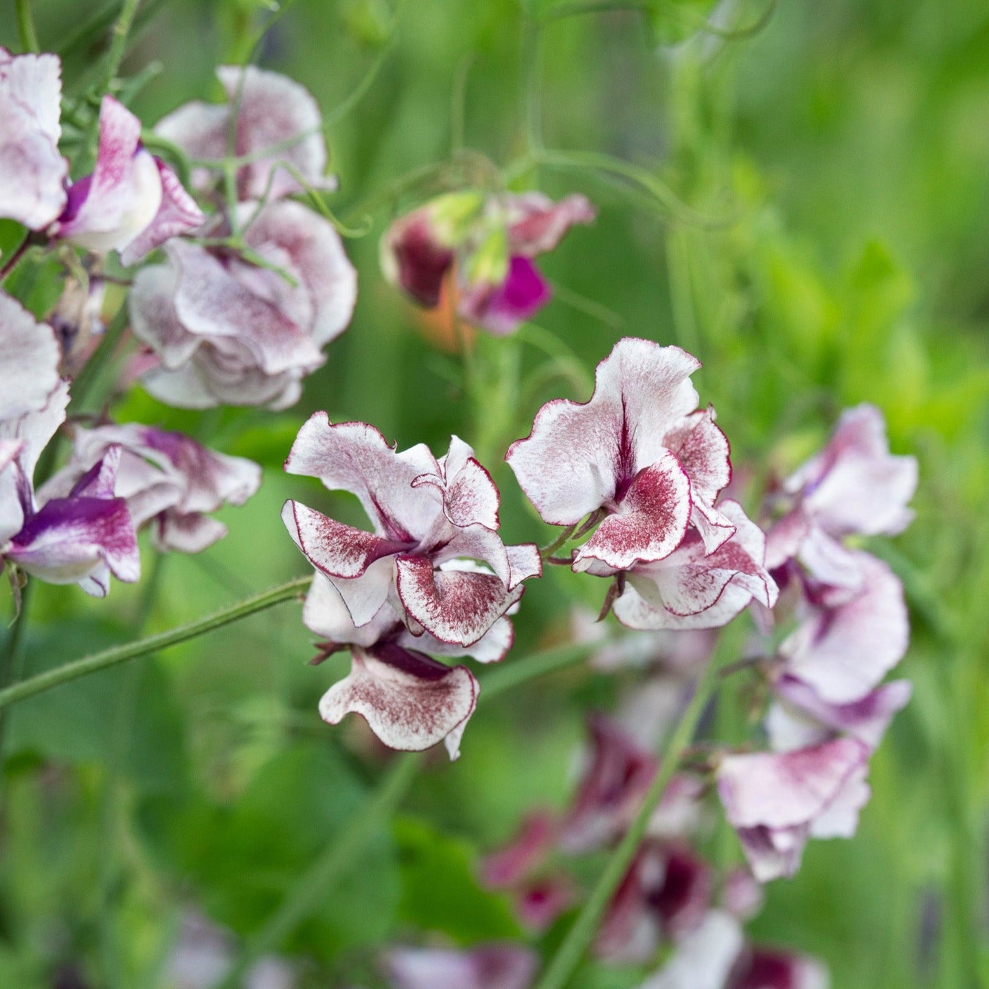 Sweet Pea Spencer Wiltshire Ripple Flower | X 15 Seeds