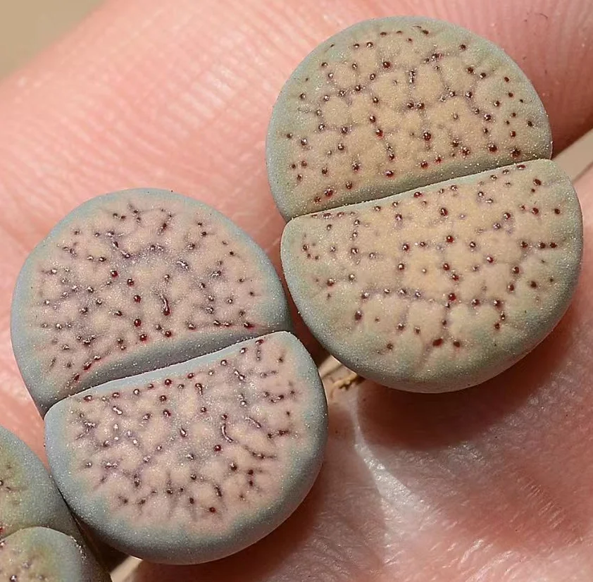 plant Aeonium Echeveria Haworthia  Caudex  Lithops Cactus  Agave 