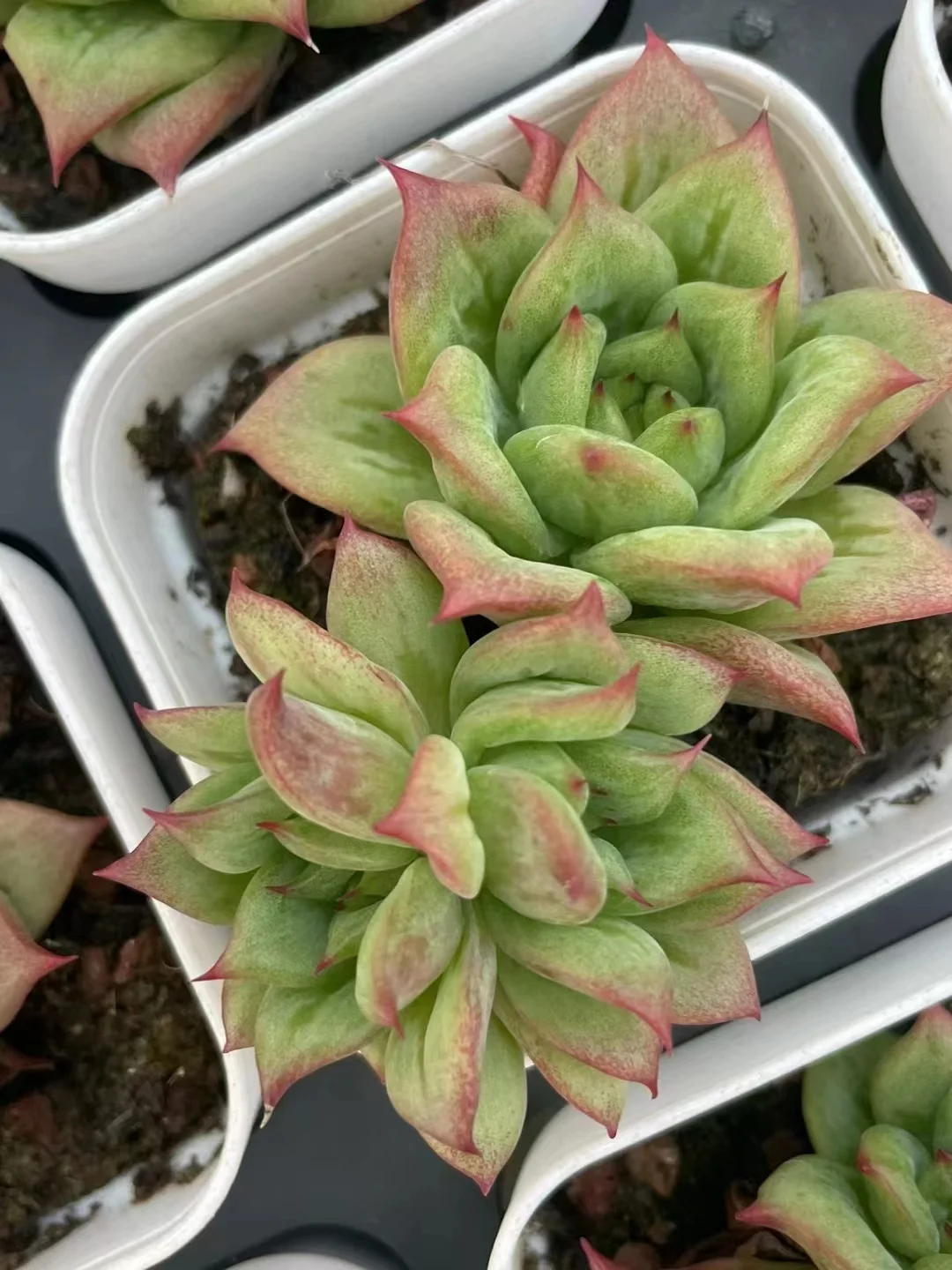 plant Aeonium Echeveria Haworthia  Caudex  Lithops Cactus  Agave 