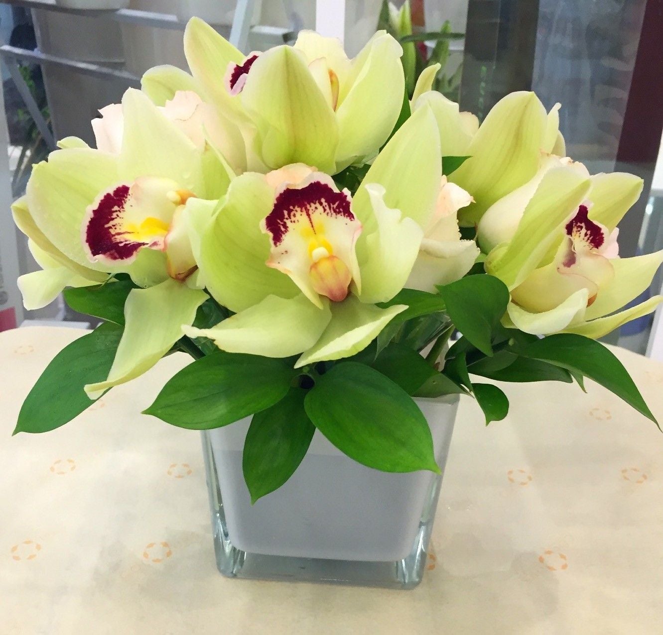 Cymbidium Orchid Seeds-Light Green Jonyparkseed®