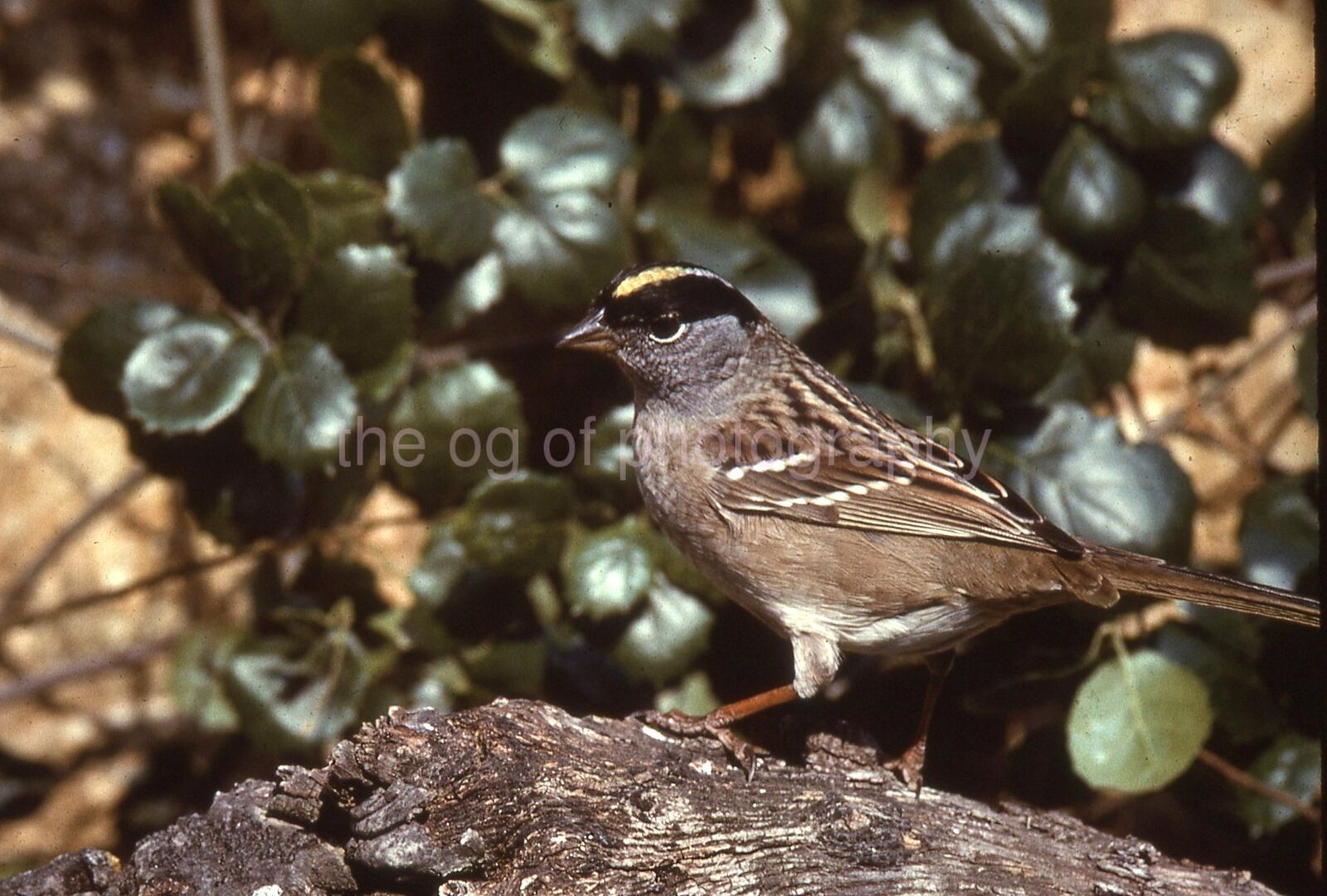 GOLDEN CROWNED SPARROW 35mm FOUND BIRD SLIDE Vintage COLOR Photo Poster painting 15 T 21 B