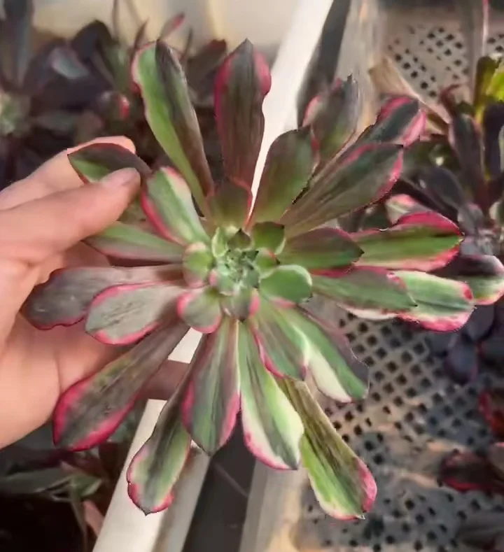 plant Aeonium Echeveria Haworthia  Caudex  Lithops Cactus  Agave 